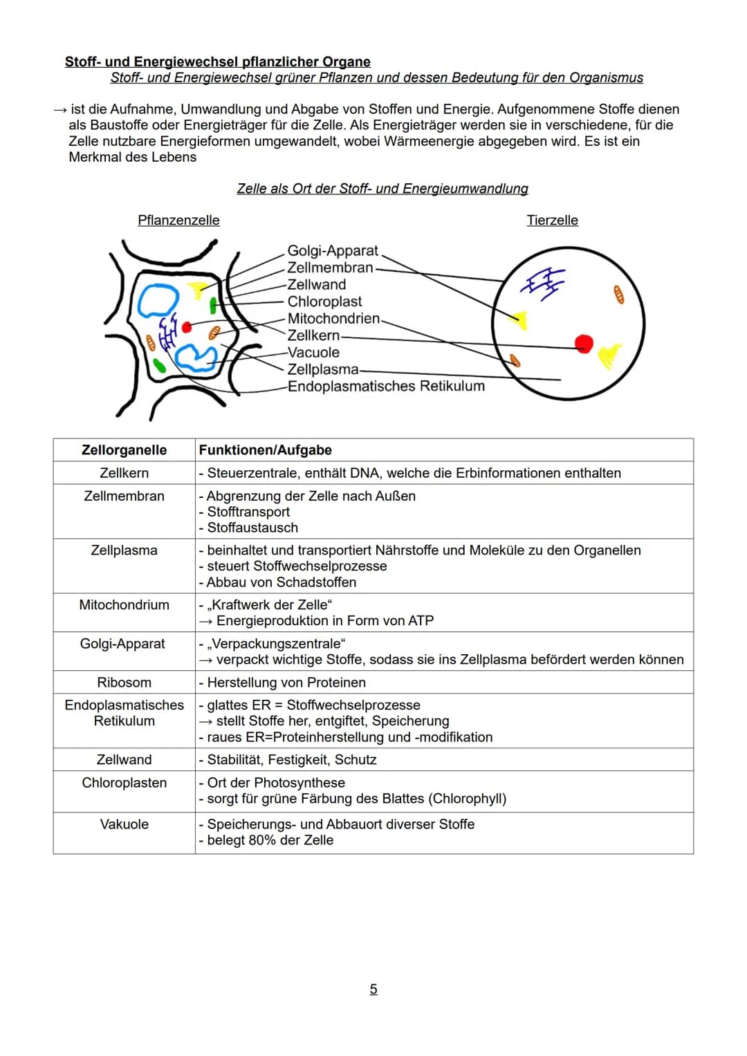 Schwerpunkte der BLF in Biologie 2023
Inhaltsverzeichnis:
1. Lebensprozesse von grünen Pflanzen, Pilzen und Bakterien
- ausgewählte Funktion