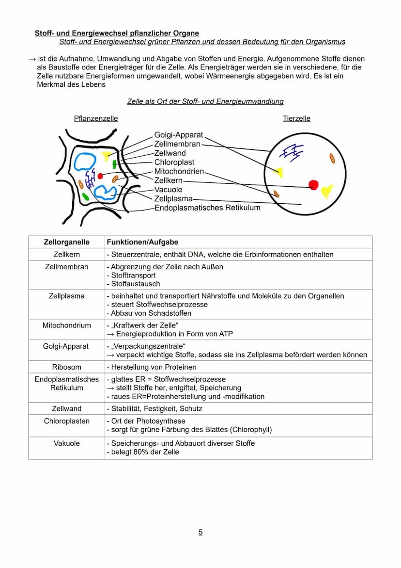 Schwerpunkte der BLF in Biologie 2023
Inhaltsverzeichnis:
1. Lebensprozesse von grünen Pflanzen, Pilzen und Bakterien
- ausgewählte Funktion