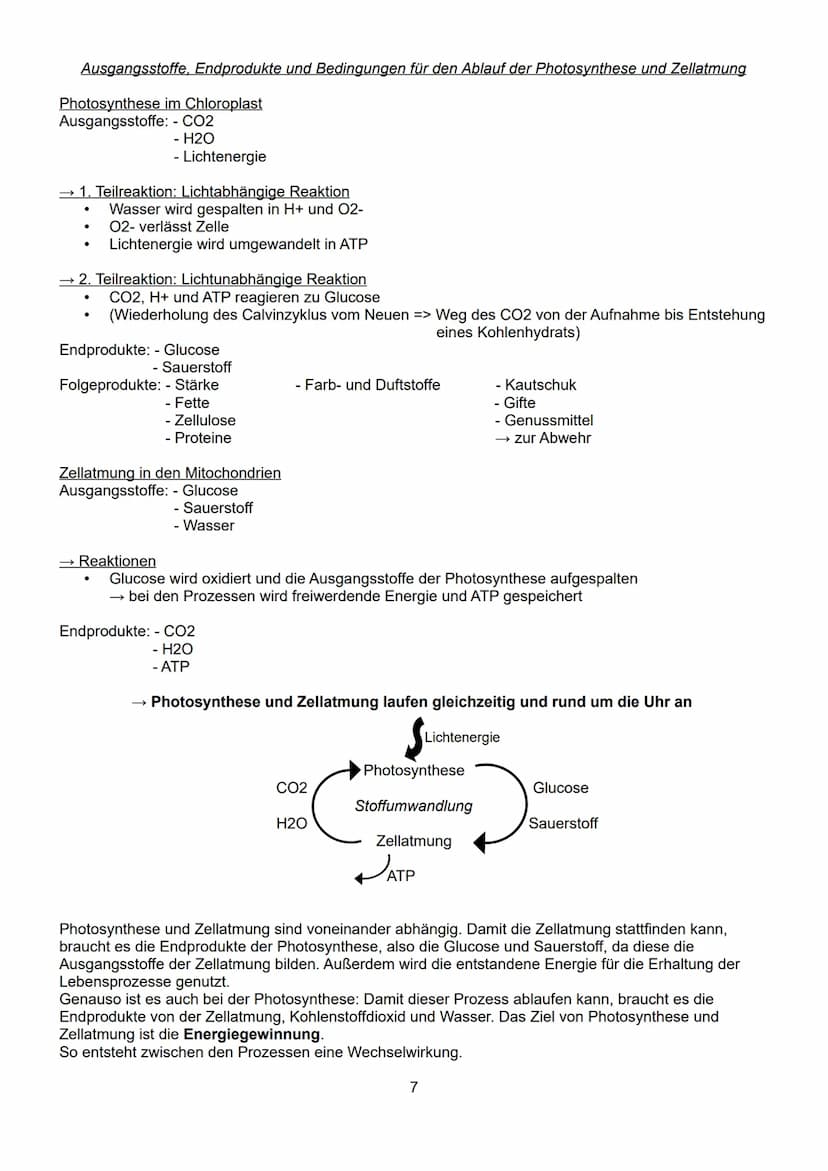 Schwerpunkte der BLF in Biologie 2023
Inhaltsverzeichnis:
1. Lebensprozesse von grünen Pflanzen, Pilzen und Bakterien
- ausgewählte Funktion