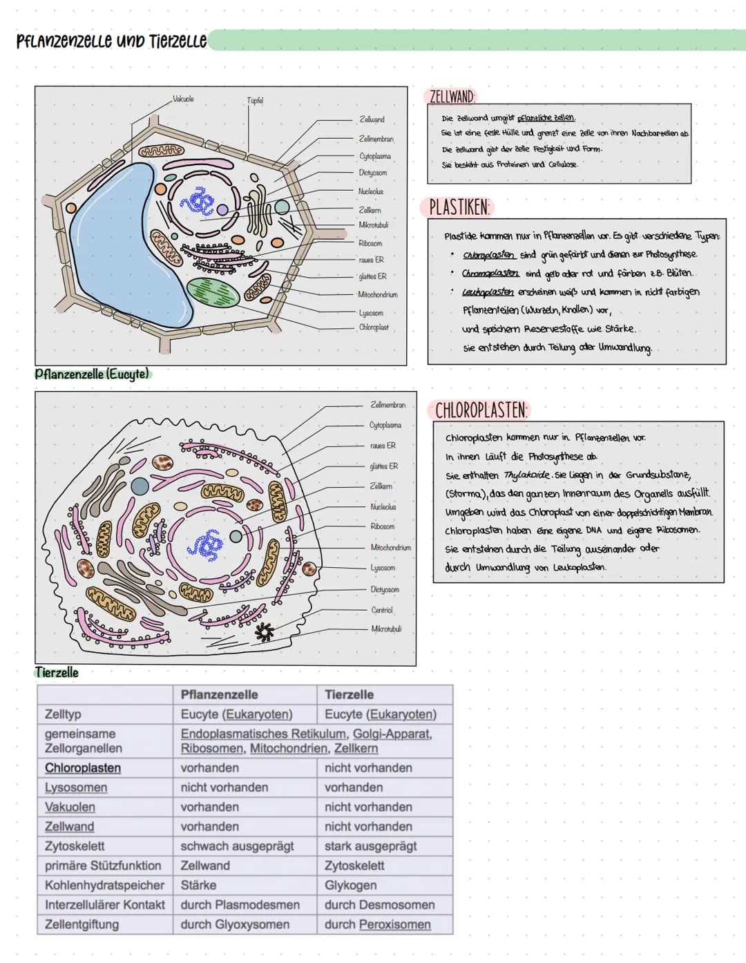 Pflanzenzelle und Tierzelle
Pflanzenzelle (Eucyte)
Tierzelle
armw
Zelltyp
gemeinsame
Zellorganellen
Chloroplasten
ܩܩ
Lysosomen
Vakuolen
Zell