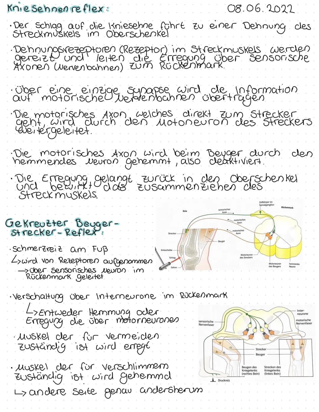 Reflexe:
= unwillkürliche Reaktionen auf einen von außen kommenden
Reiz
->Sehr Schnell
-> auch wieder Schnell vorbei
Pange buren.
- Schutz m