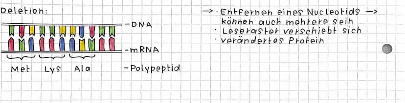 Genrutationen
Veränderung innerhalb eines Gens
einzelne Basen bzw. Basehpaare sind betroffen -> Punktmutation
bei der Substitution wird ein 