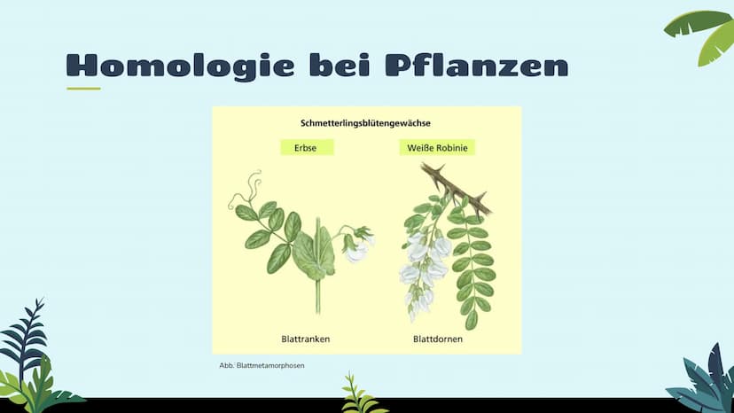 Belege für die
Evolution
st
Vergleichende Anatomie
und Morphologie 01
02
03
Homologie
Kriterien
Wirbeltiere
Pflanzen & Insekten
Analogie &
K