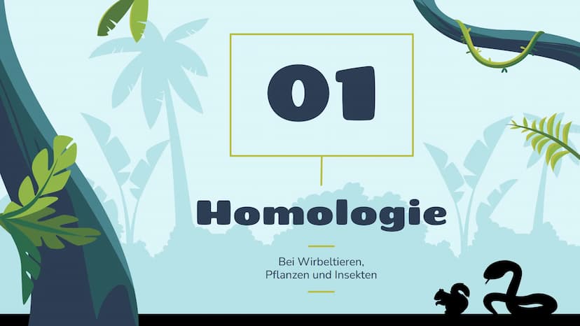 Belege für die
Evolution
st
Vergleichende Anatomie
und Morphologie 01
02
03
Homologie
Kriterien
Wirbeltiere
Pflanzen & Insekten
Analogie &
K