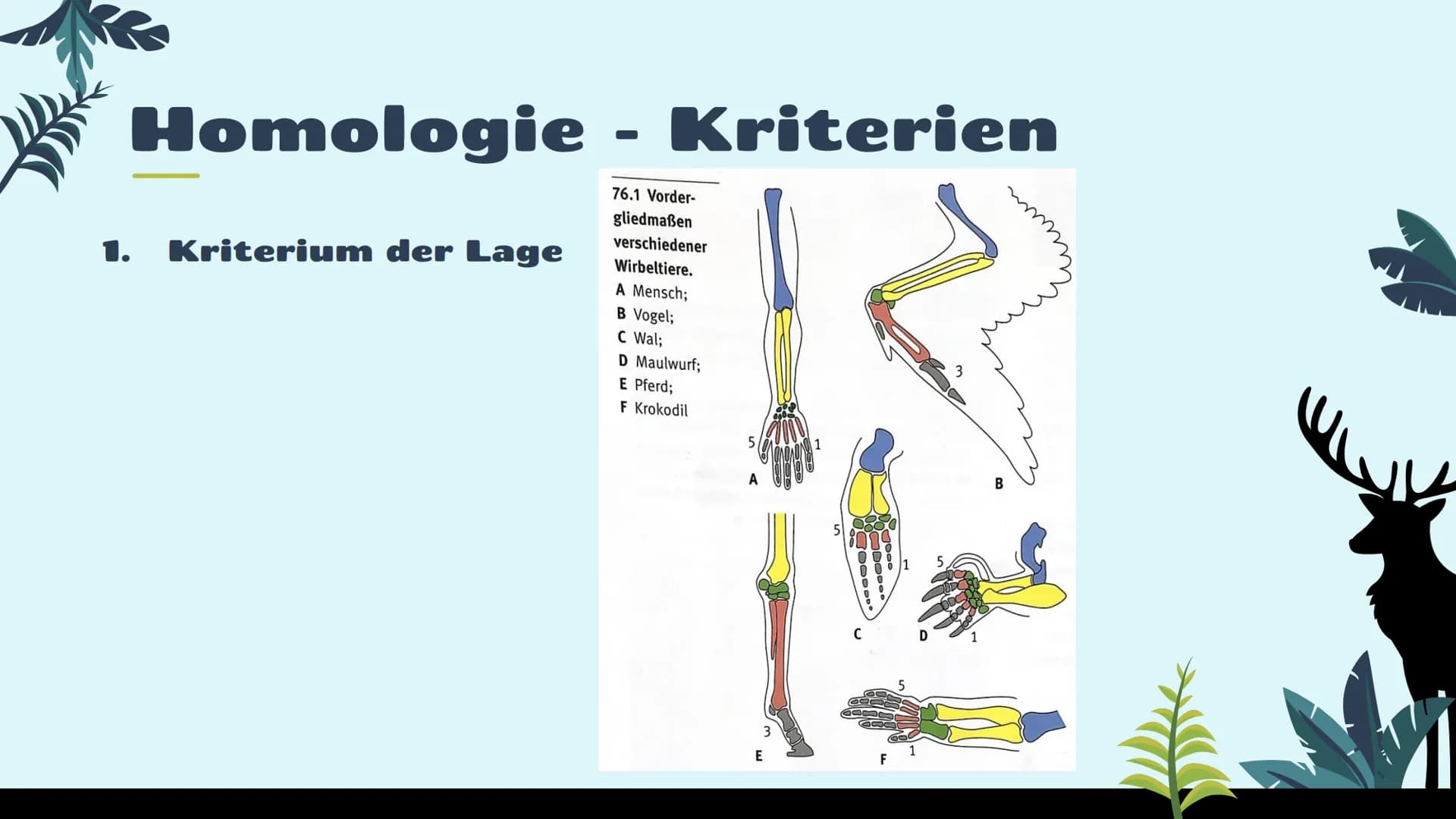 Belege für die
Evolution
st
Vergleichende Anatomie
und Morphologie 01
02
03
Homologie
Kriterien
Wirbeltiere
Pflanzen & Insekten
Analogie &
K