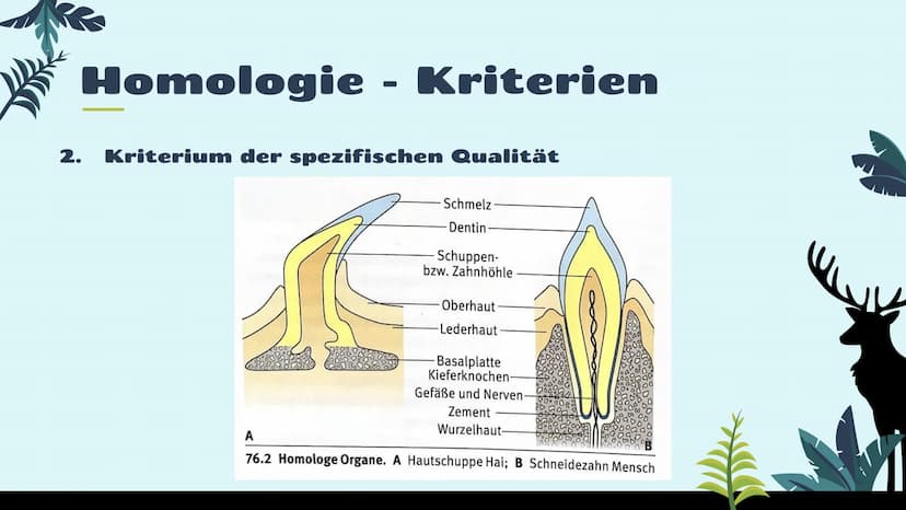 Belege für die
Evolution
st
Vergleichende Anatomie
und Morphologie 01
02
03
Homologie
Kriterien
Wirbeltiere
Pflanzen & Insekten
Analogie &
K