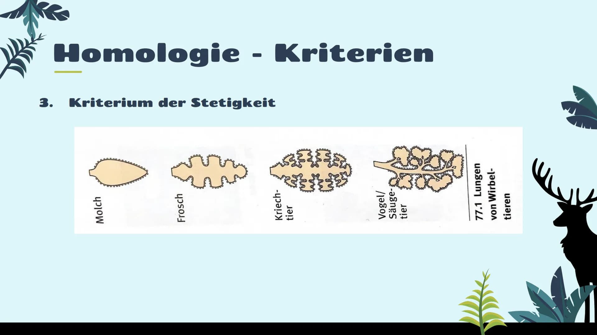 Belege für die
Evolution
st
Vergleichende Anatomie
und Morphologie 01
02
03
Homologie
Kriterien
Wirbeltiere
Pflanzen & Insekten
Analogie &
K