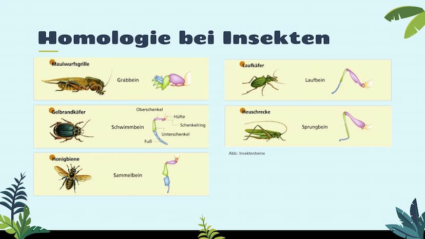 Belege für die
Evolution
st
Vergleichende Anatomie
und Morphologie 01
02
03
Homologie
Kriterien
Wirbeltiere
Pflanzen & Insekten
Analogie &
K