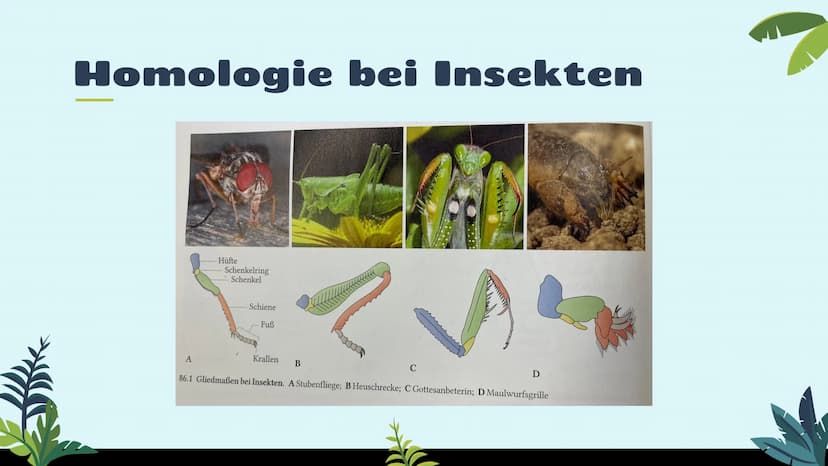 Belege für die
Evolution
st
Vergleichende Anatomie
und Morphologie 01
02
03
Homologie
Kriterien
Wirbeltiere
Pflanzen & Insekten
Analogie &
K