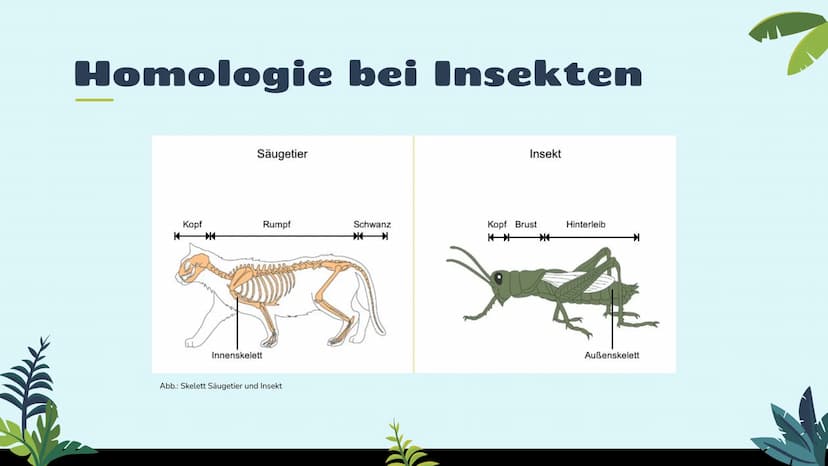 Belege für die
Evolution
st
Vergleichende Anatomie
und Morphologie 01
02
03
Homologie
Kriterien
Wirbeltiere
Pflanzen & Insekten
Analogie &
K
