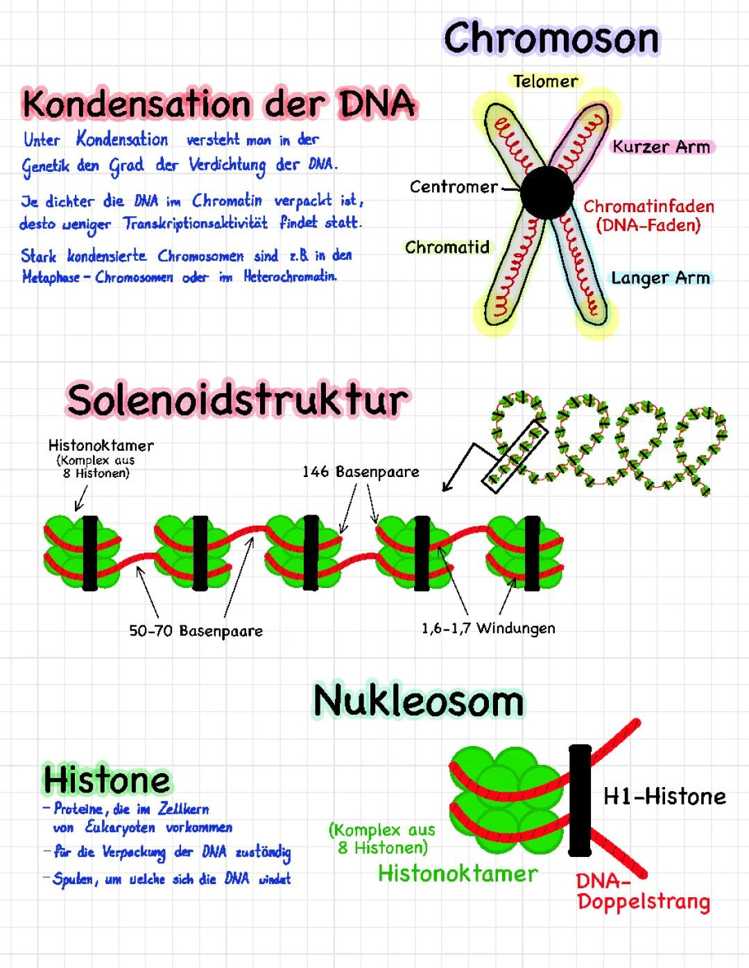 DNA-Kondensation einfach erklärt: Aufbau, Funktion und Bedeutung