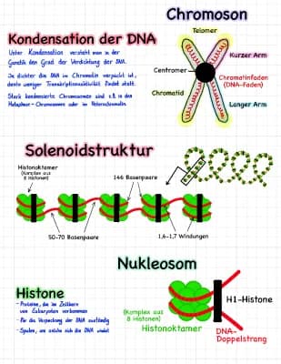 Know Kondensation der DNA thumbnail