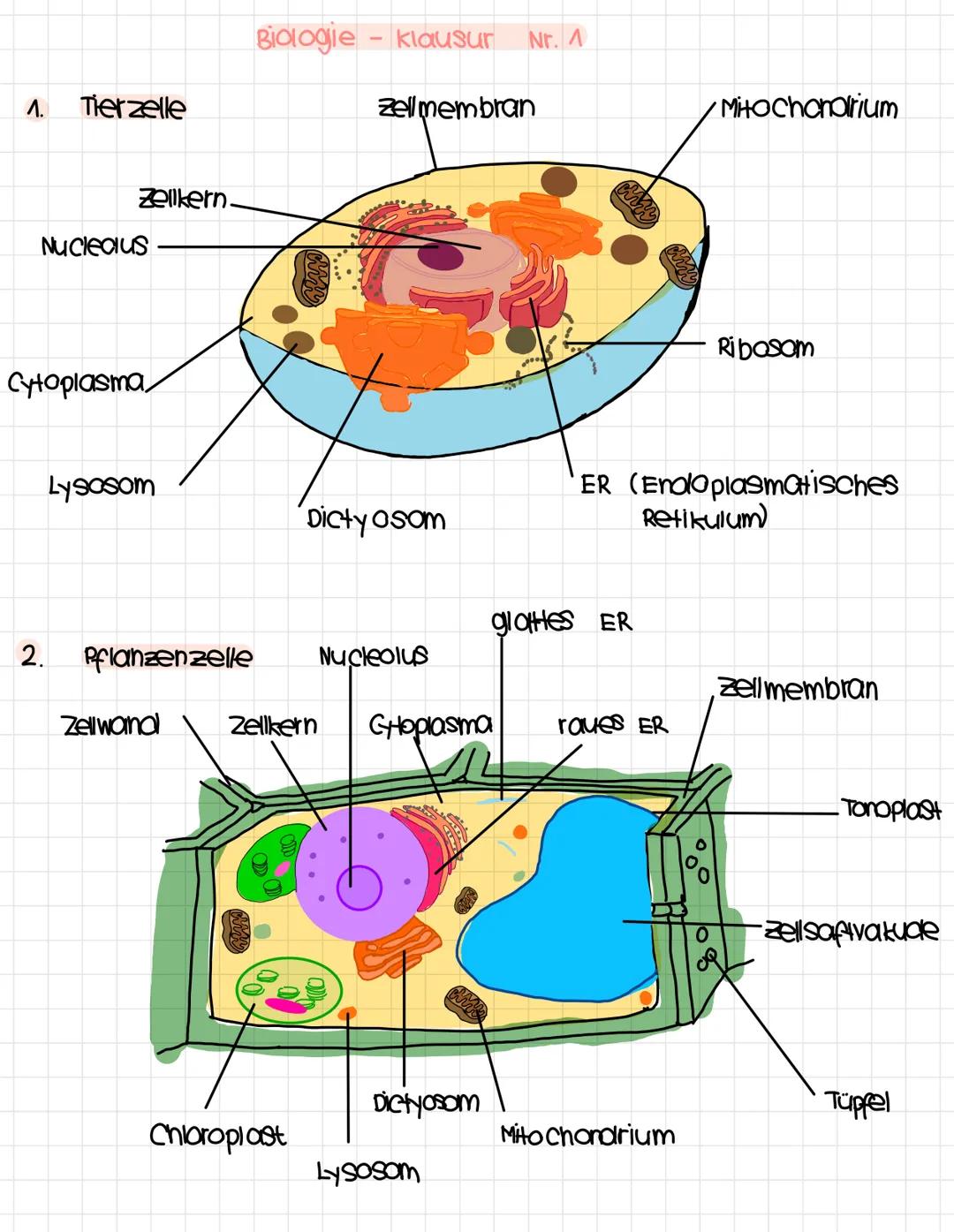 1.
Tierzelle
Zellkern.
Nuclealus.
Cytoplasma,
Ly 9000m
Biologie
Zellwand
-
klausur Nr. A
Chloroplast
zell membran
2. Pflanzenzelle Nucleolus