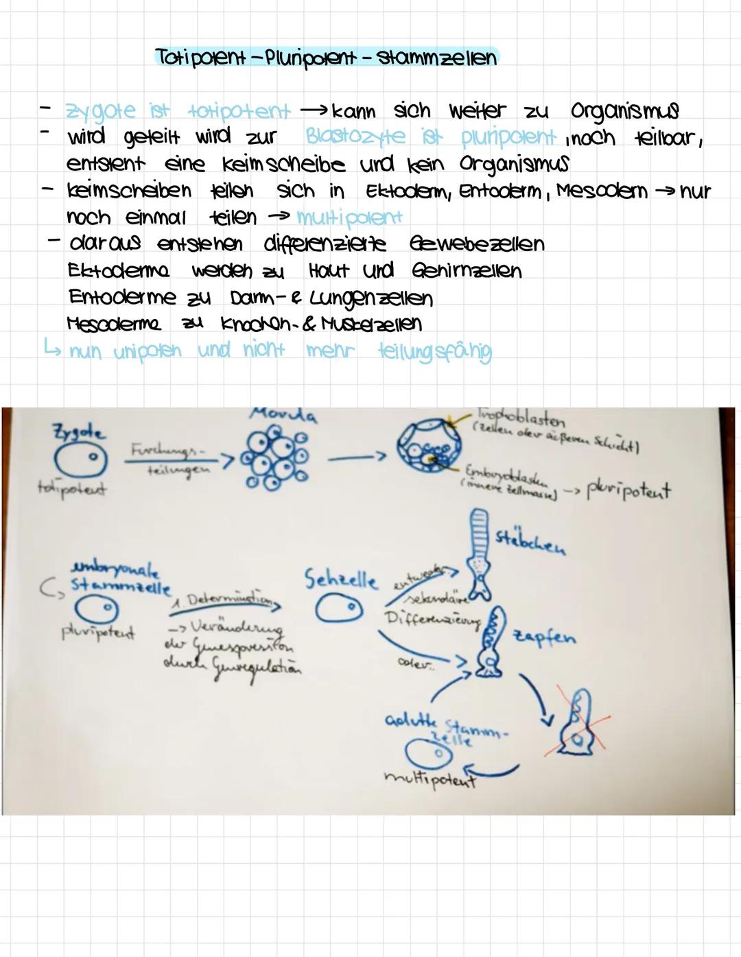 1.
Tierzelle
Zellkern.
Nuclealus.
Cytoplasma,
Ly 9000m
Biologie
Zellwand
-
klausur Nr. A
Chloroplast
zell membran
2. Pflanzenzelle Nucleolus