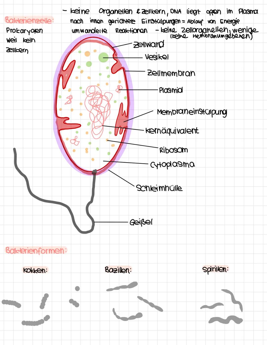 1.
Tierzelle
Zellkern.
Nuclealus.
Cytoplasma,
Ly 9000m
Biologie
Zellwand
-
klausur Nr. A
Chloroplast
zell membran
2. Pflanzenzelle Nucleolus