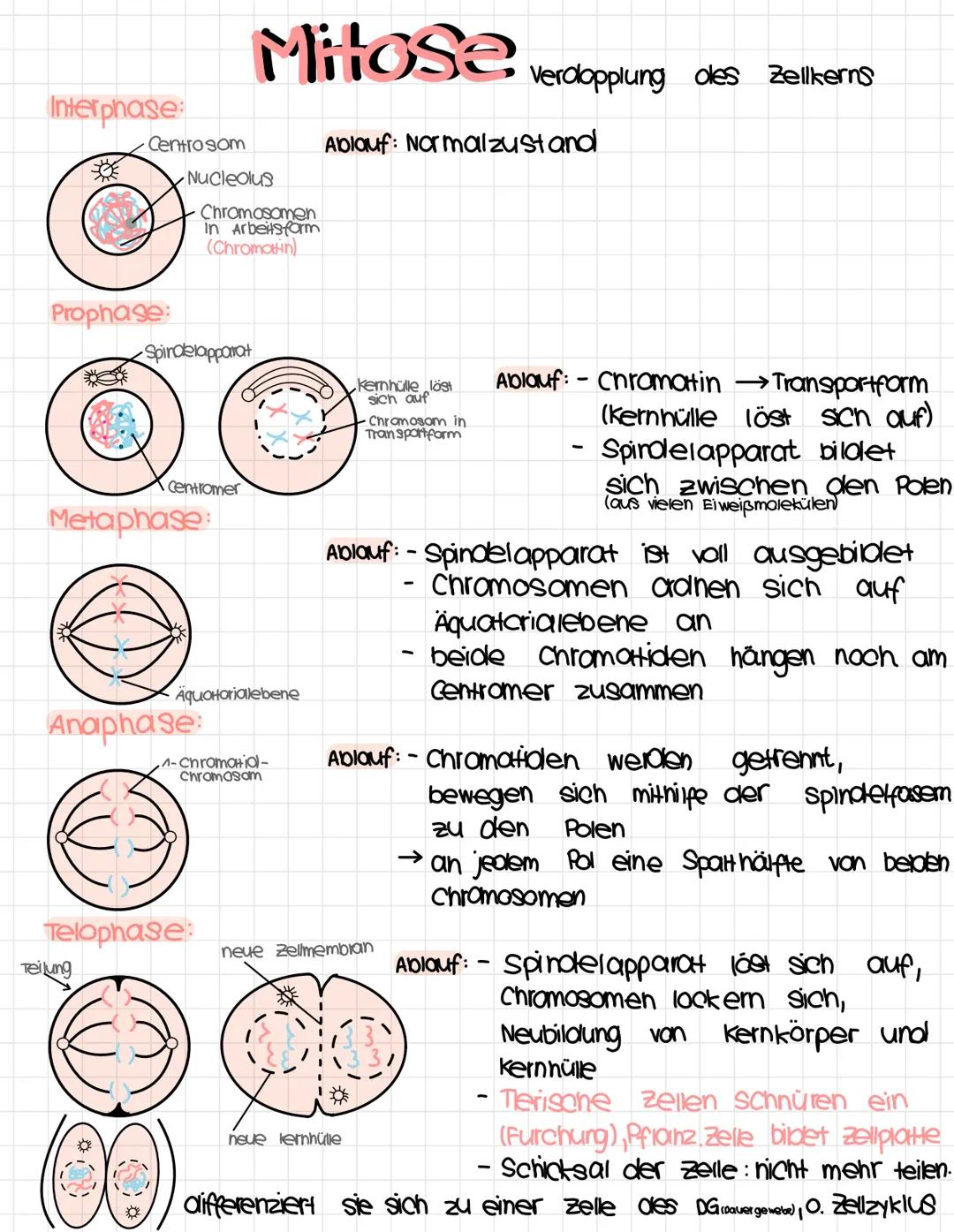 1.
Tierzelle
Zellkern.
Nuclealus.
Cytoplasma,
Ly 9000m
Biologie
Zellwand
-
klausur Nr. A
Chloroplast
zell membran
2. Pflanzenzelle Nucleolus