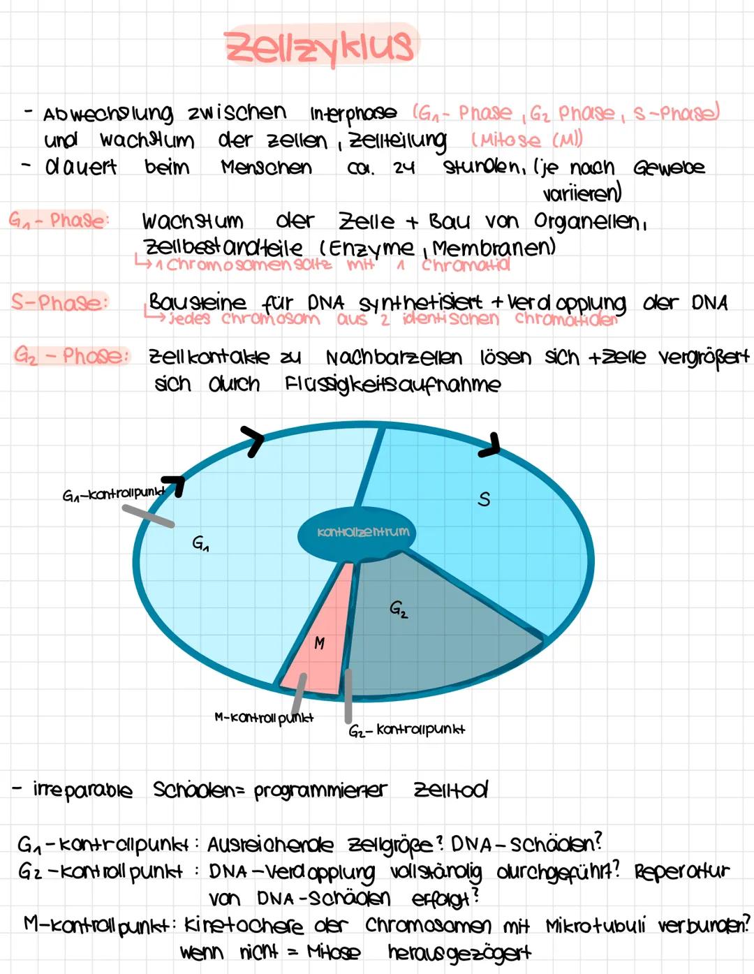 1.
Tierzelle
Zellkern.
Nuclealus.
Cytoplasma,
Ly 9000m
Biologie
Zellwand
-
klausur Nr. A
Chloroplast
zell membran
2. Pflanzenzelle Nucleolus