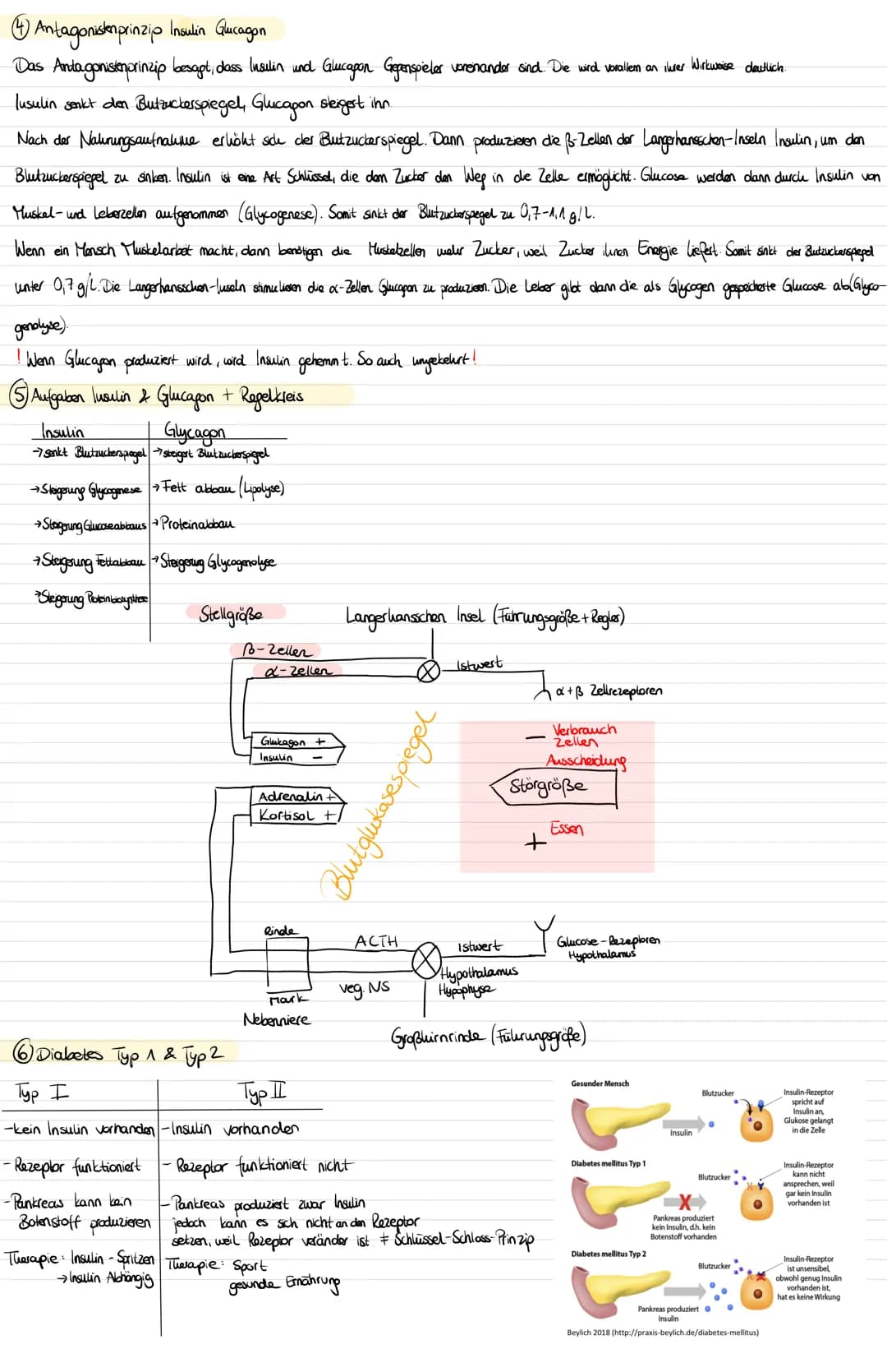 GL-Klausur II Segunda E
Kann-Liste BG12
2. Klausur Q1
Themengebiet: Hormoneller Regelkreis, Stressreaktion, Antagonistenprinzip
Ich kann...
