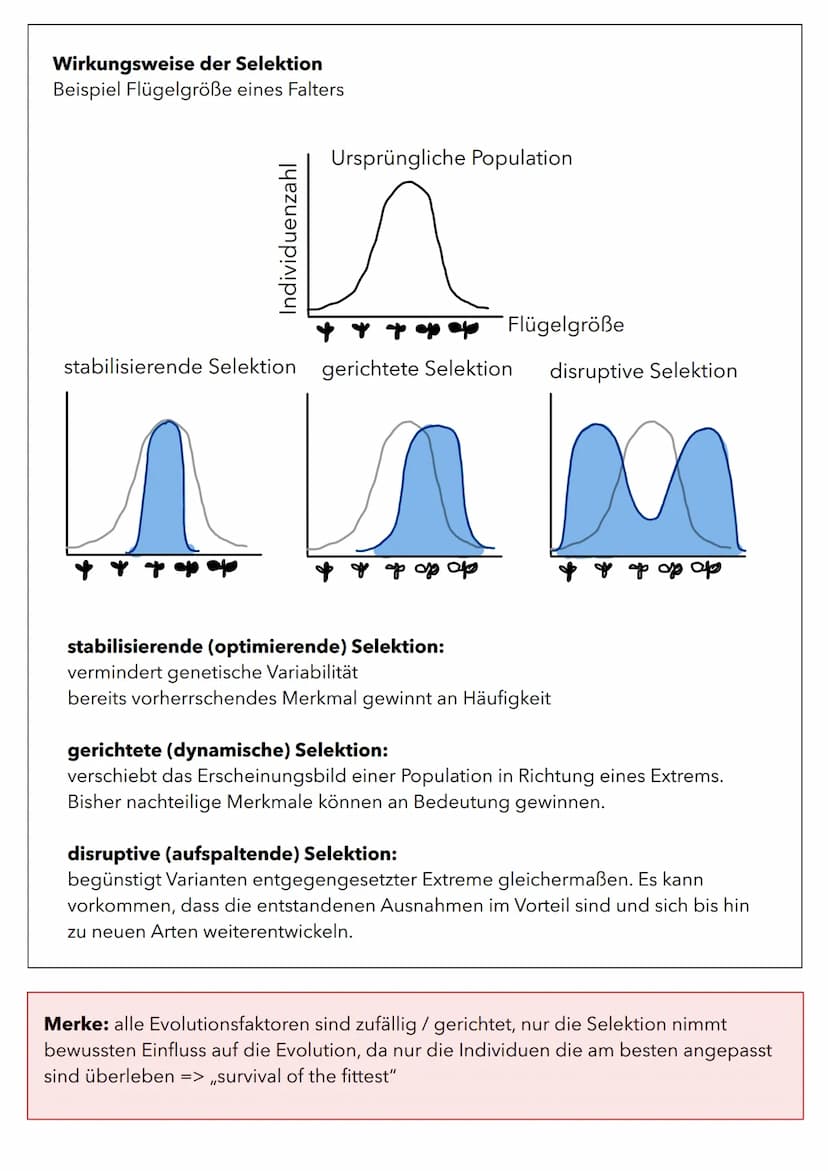 Wachstum von Populationen
Population in einem relativ abgeschlossenen Gebiet vorkommende Individuen
(Pflanzen oder Tiere), die sich unterein