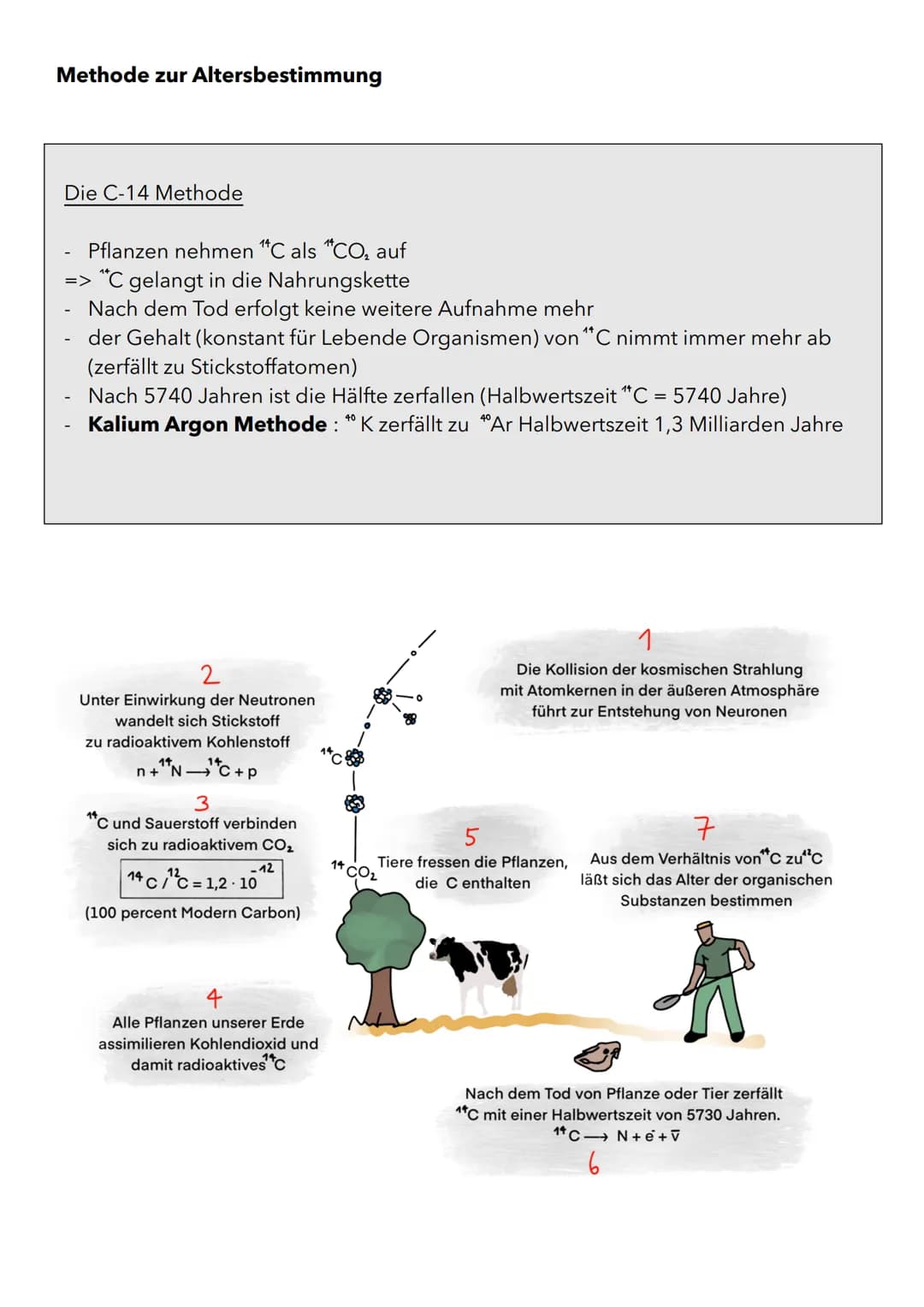 Wachstum von Populationen
Population in einem relativ abgeschlossenen Gebiet vorkommende Individuen
(Pflanzen oder Tiere), die sich unterein