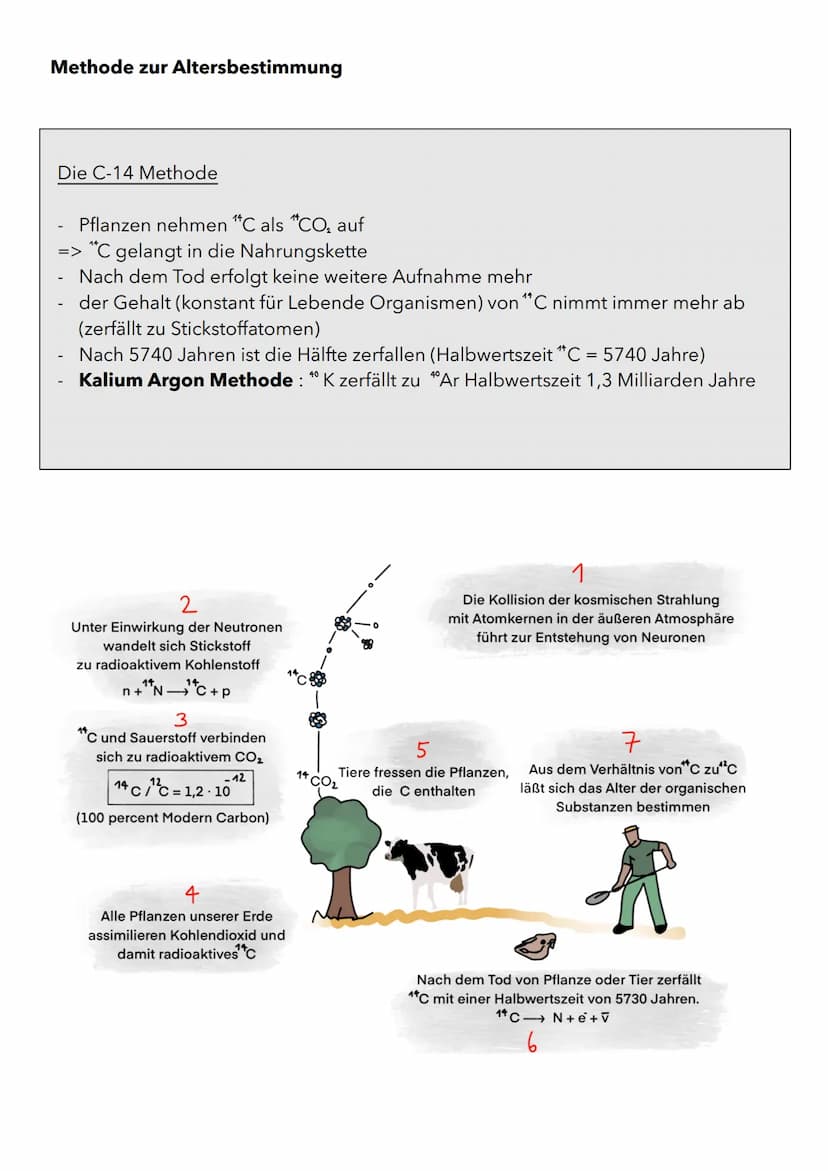 Wachstum von Populationen
Population in einem relativ abgeschlossenen Gebiet vorkommende Individuen
(Pflanzen oder Tiere), die sich unterein