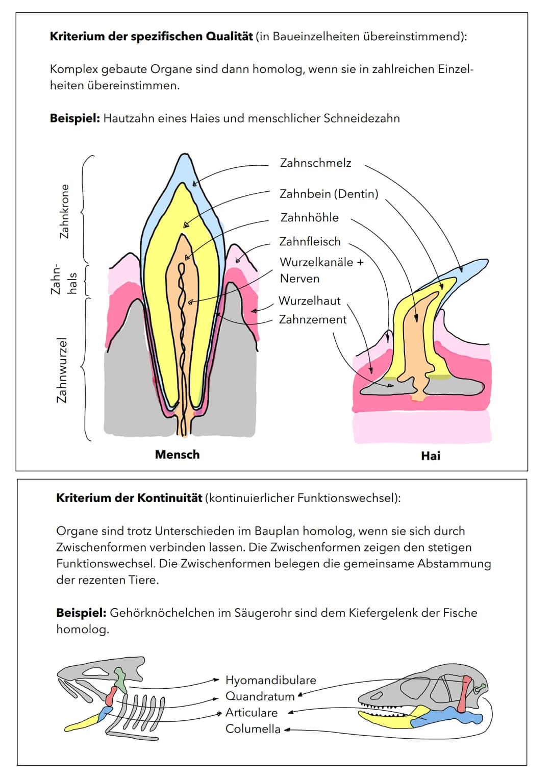 Wachstum von Populationen
Population in einem relativ abgeschlossenen Gebiet vorkommende Individuen
(Pflanzen oder Tiere), die sich unterein