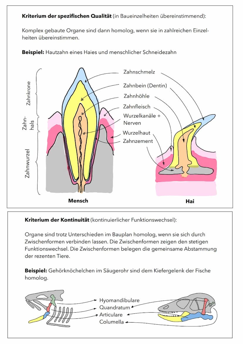 Wachstum von Populationen
Population in einem relativ abgeschlossenen Gebiet vorkommende Individuen
(Pflanzen oder Tiere), die sich unterein
