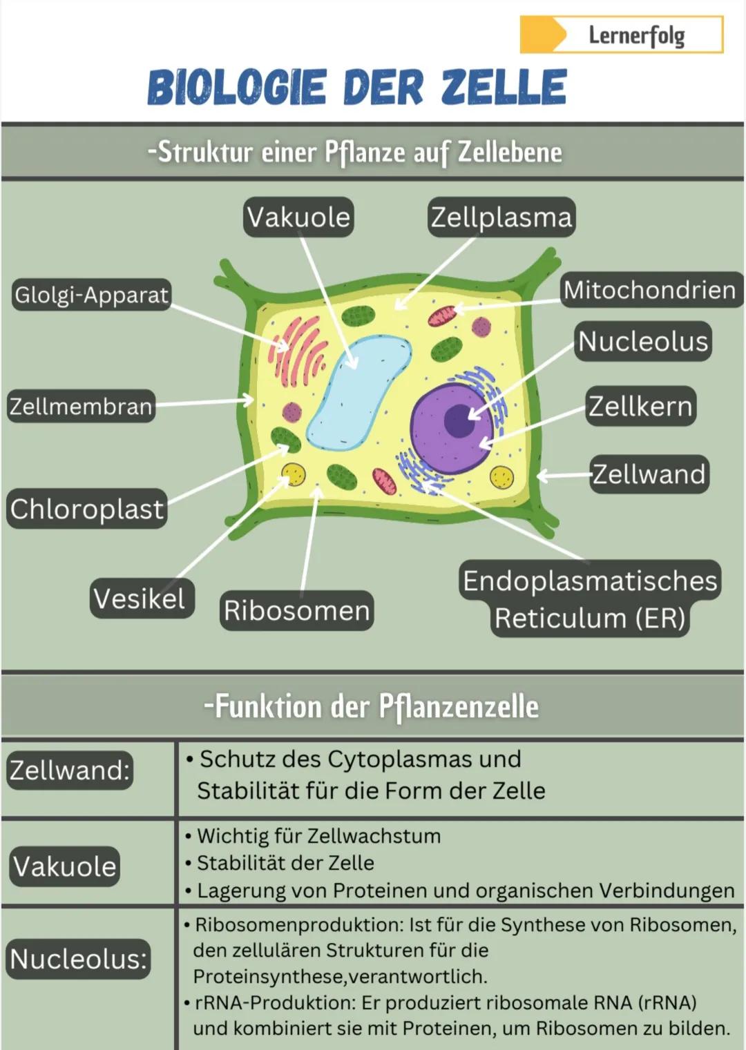 Lernerfolg
# BIOLOGIE DER ZELLE
-Struktur einer Pflanze auf Zellebene

Glolgi-Apparat

Zellmembran

Vakuole

Zellplasma

Mitochondrien

Nucl