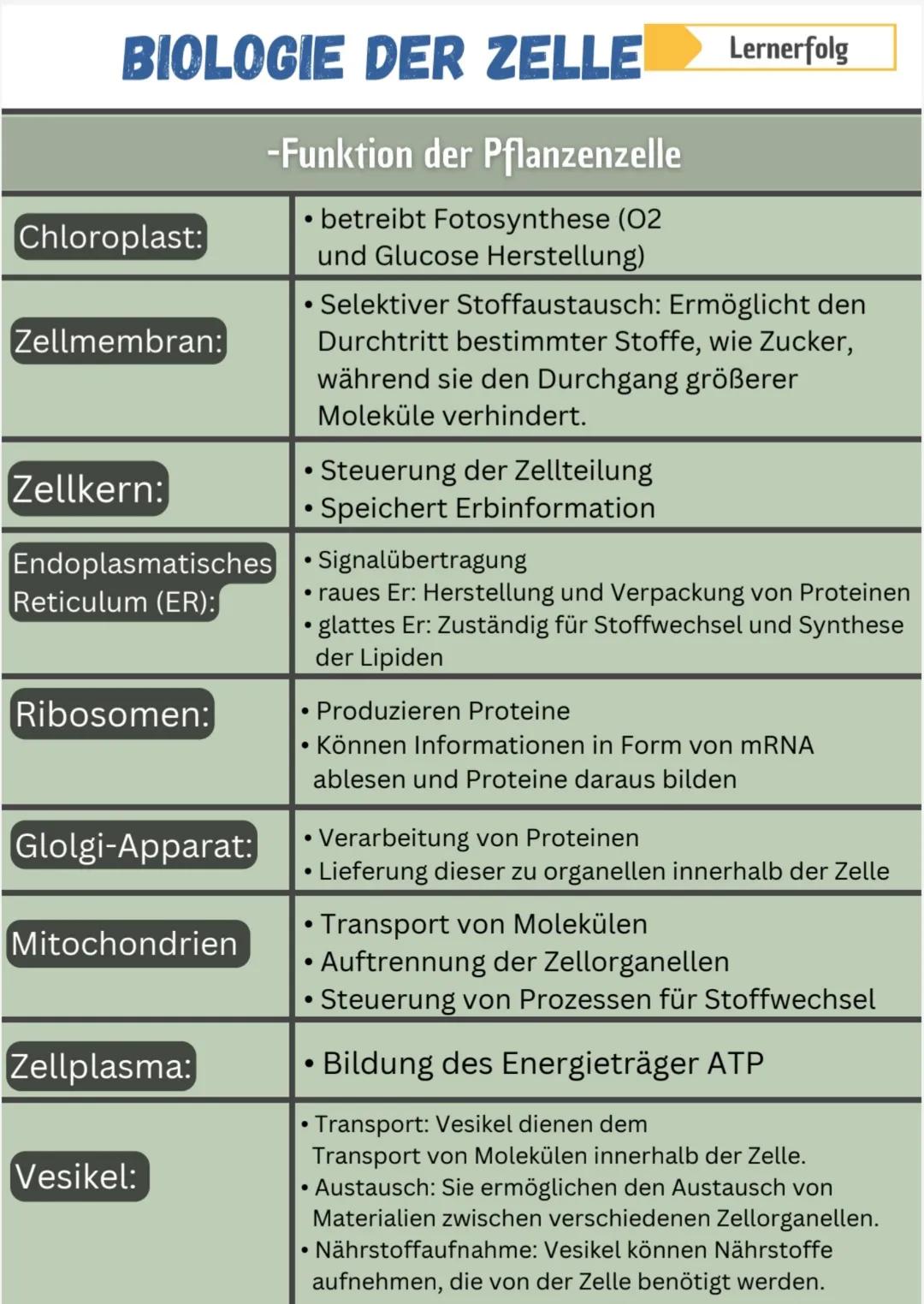Lernerfolg
# BIOLOGIE DER ZELLE
-Struktur einer Pflanze auf Zellebene

Glolgi-Apparat

Zellmembran

Vakuole

Zellplasma

Mitochondrien

Nucl