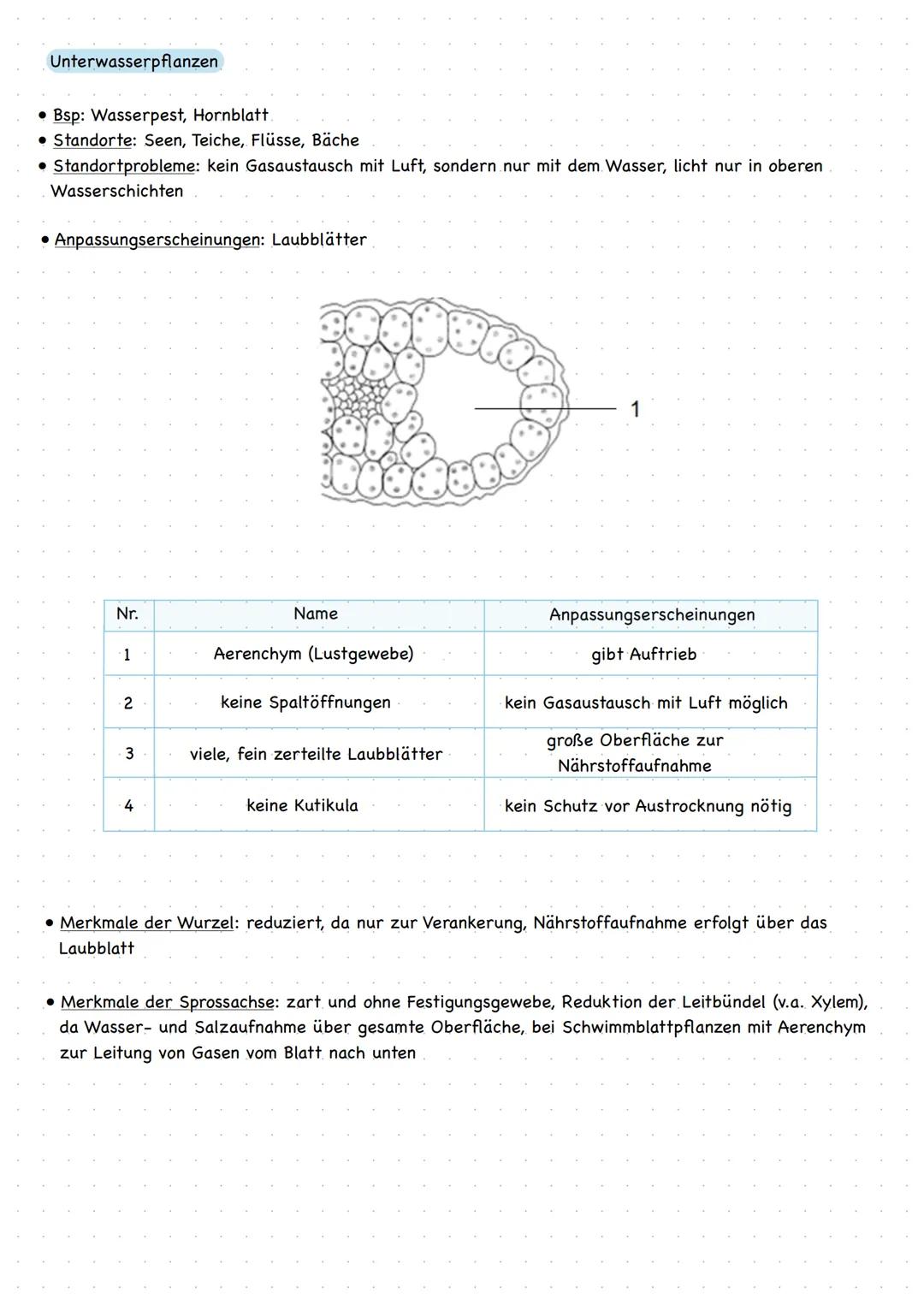 # Hydrophyten
Wasserpflanzen

• Bei den Hydrophyten unterscheidet man Pflanzen, die
untergetaucht leben und Schwimmblätter ausbilden von
sol