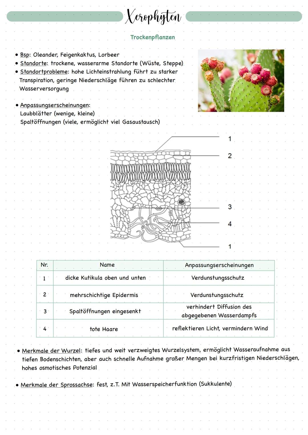 # Hydrophyten
Wasserpflanzen

• Bei den Hydrophyten unterscheidet man Pflanzen, die
untergetaucht leben und Schwimmblätter ausbilden von
sol