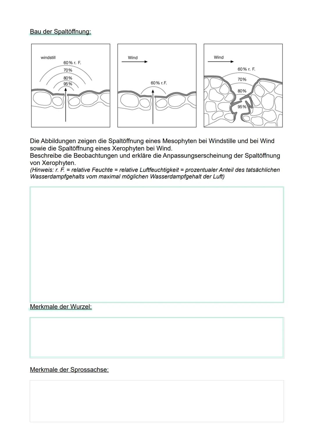 # Hydrophyten
Wasserpflanzen

• Bei den Hydrophyten unterscheidet man Pflanzen, die
untergetaucht leben und Schwimmblätter ausbilden von
sol