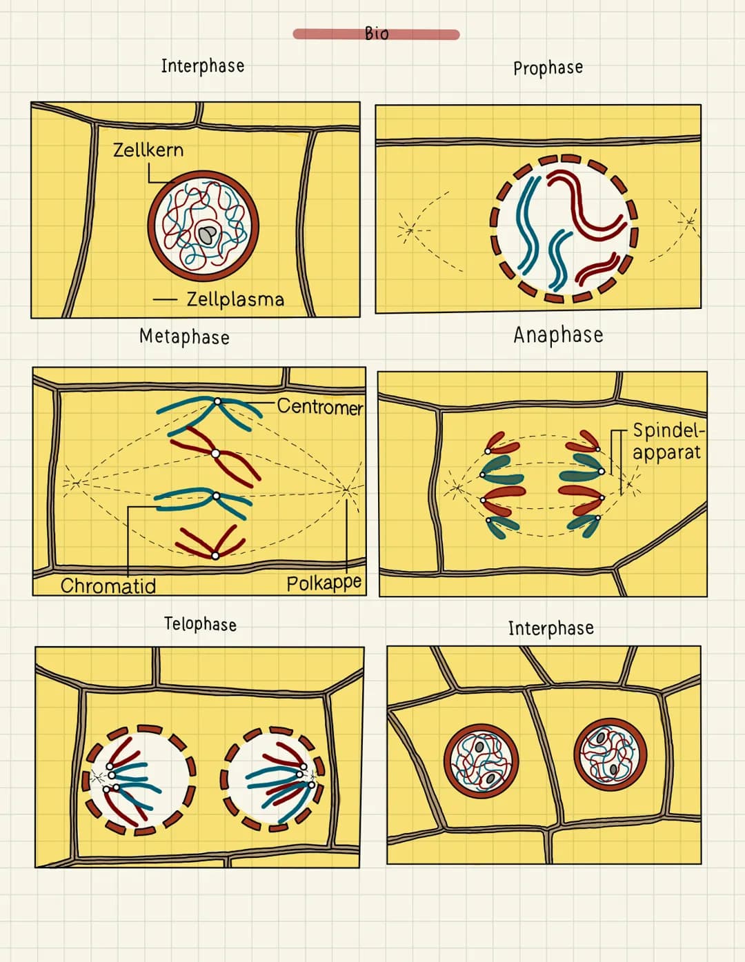 Interphase
Zellkern
Chromatid
Zellplasma
Metaphase
Telophase
Bio
Centromer
Polkappe
Prophase
Anaphase
an
1900
Interphase
Spindel-
apparat In