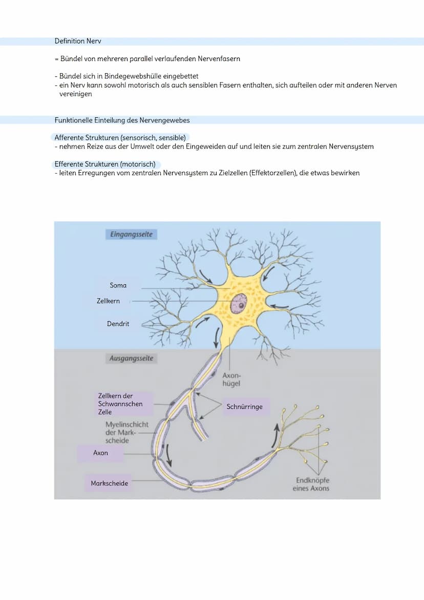 Das Nervensystem
Aufgaben
- steuert alle lebenswichtigen Vorgänge im Körper und stimmt sie aufeinander ab
- Aufnahme von Reizen aus der Umwe