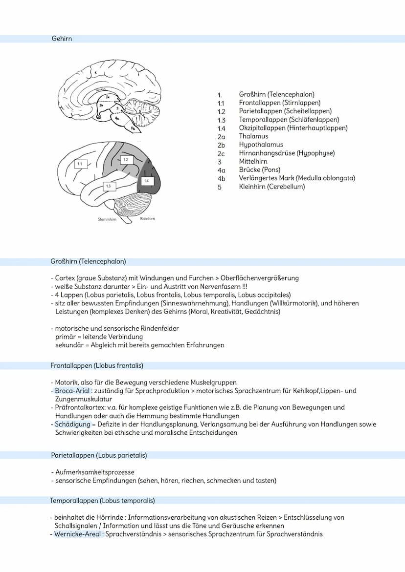 Das Nervensystem
Aufgaben
- steuert alle lebenswichtigen Vorgänge im Körper und stimmt sie aufeinander ab
- Aufnahme von Reizen aus der Umwe