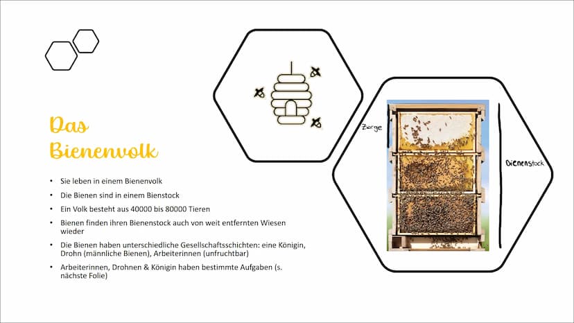 Die Honigbiene Das
Bienenvolk
●
●
Sie leben in einem Bienenvolk
Die Bienen sind in einem Bienstock
Ein Volk besteht aus 40000 bis 80000 Tier