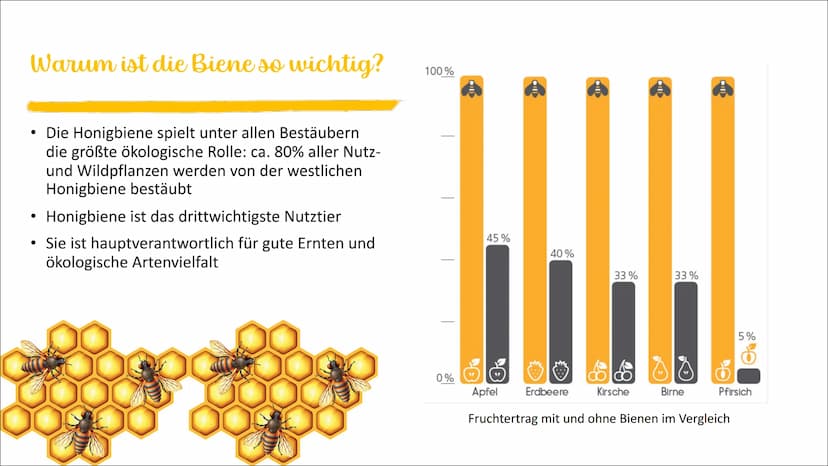 Die Honigbiene Das
Bienenvolk
●
●
Sie leben in einem Bienenvolk
Die Bienen sind in einem Bienstock
Ein Volk besteht aus 40000 bis 80000 Tier