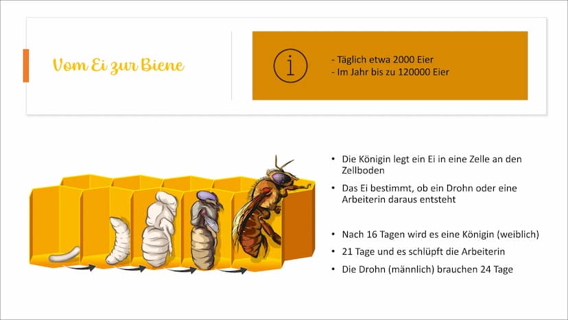 Die Honigbiene Das
Bienenvolk
●
●
Sie leben in einem Bienenvolk
Die Bienen sind in einem Bienstock
Ein Volk besteht aus 40000 bis 80000 Tier