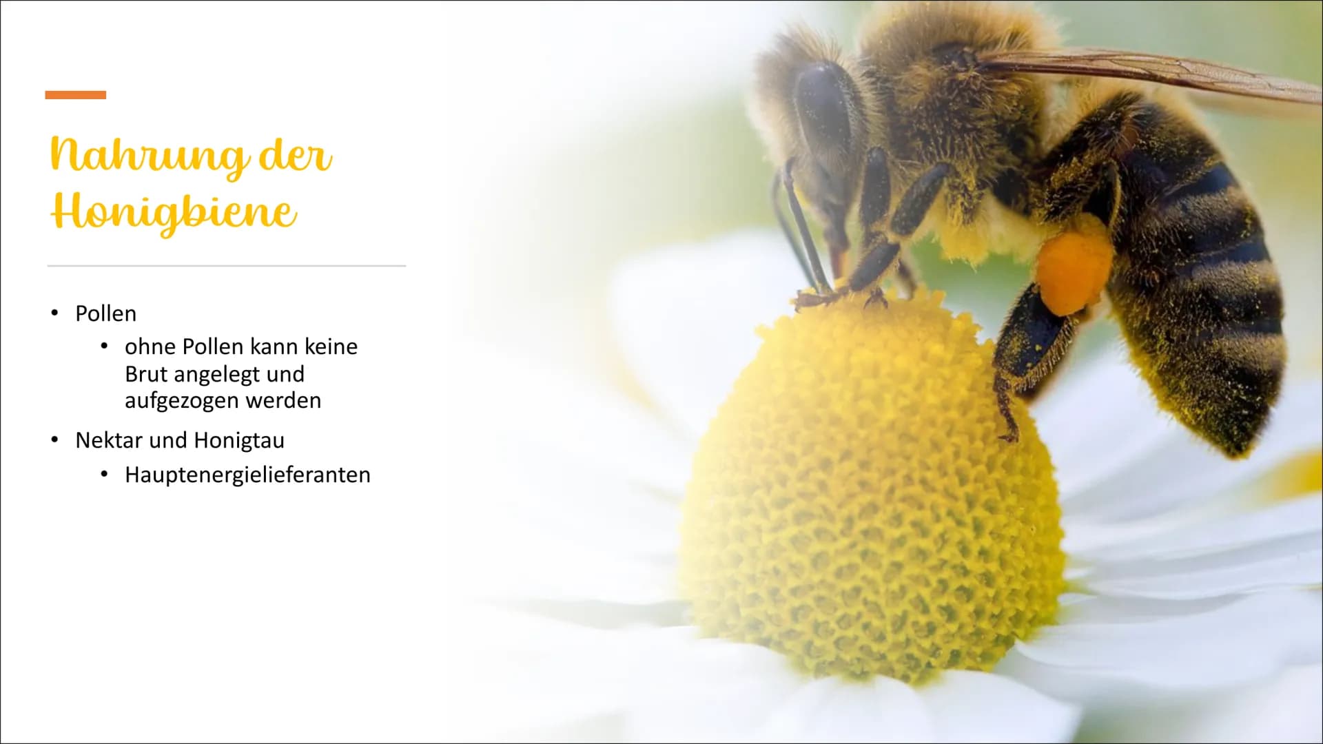 Die Honigbiene Das
Bienenvolk
●
●
Sie leben in einem Bienenvolk
Die Bienen sind in einem Bienstock
Ein Volk besteht aus 40000 bis 80000 Tier