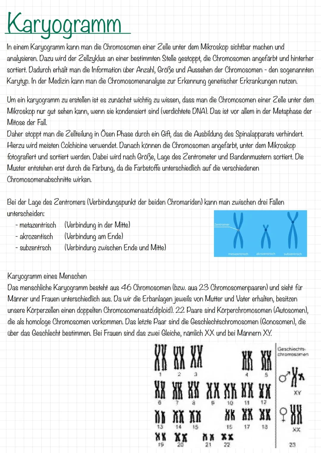 Karyogramm
In einem Karyogramm kann man die Chromosomen einer Zelle unter dem Mikroskop sichtbar machen und
analysieren. Dazu wird der Zellz