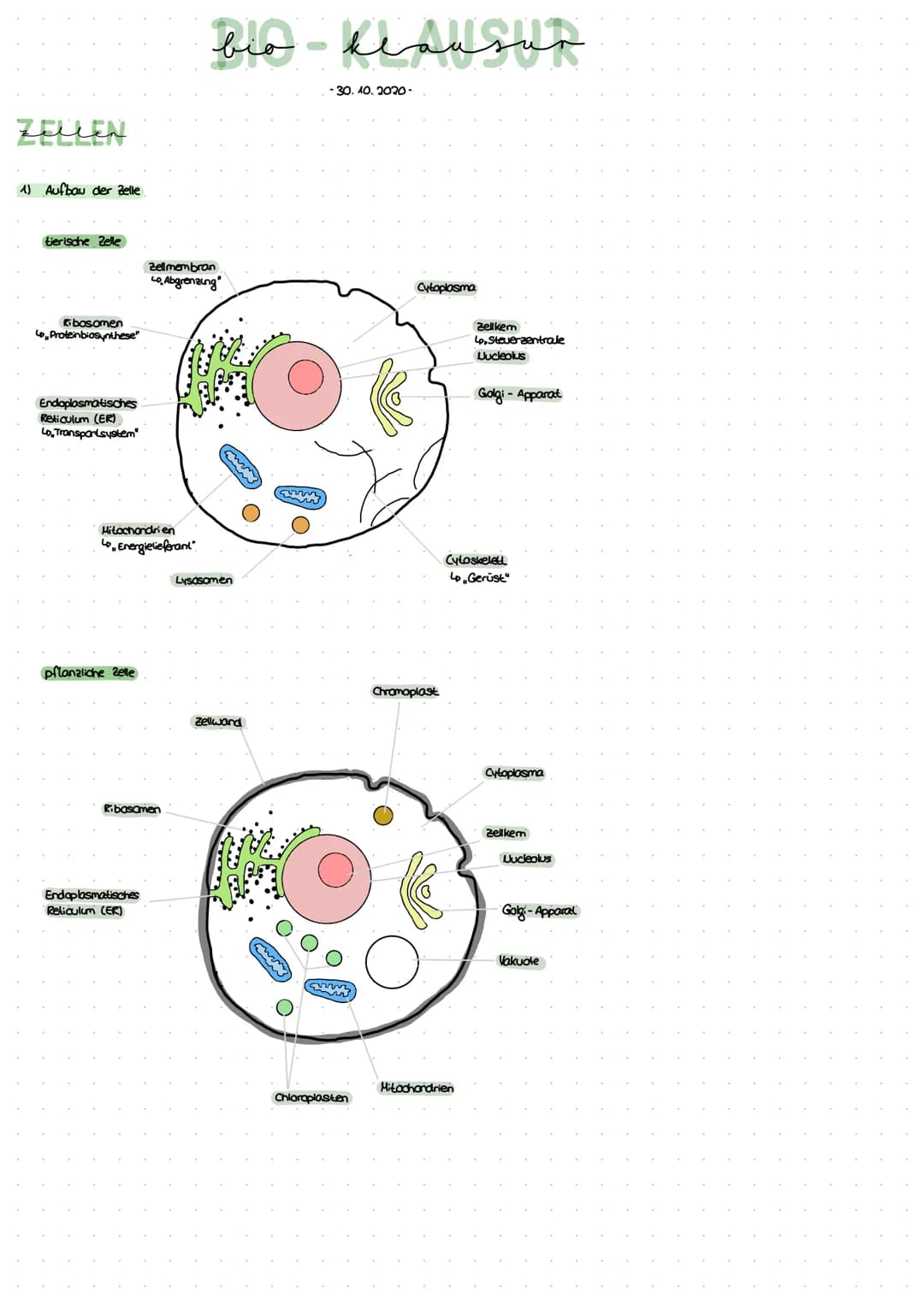 ZELLEN
1) Aufbau der Zelle
tierische Zelle
bosomen
Lo, Proteinbiosynthese"
Endoplasmatisches
Reticulum (ER)
LD, Transportsystem"
Mitochondri