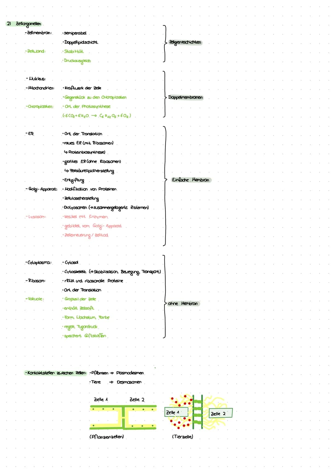 ZELLEN
1) Aufbau der Zelle
tierische Zelle
bosomen
Lo, Proteinbiosynthese"
Endoplasmatisches
Reticulum (ER)
LD, Transportsystem"
Mitochondri