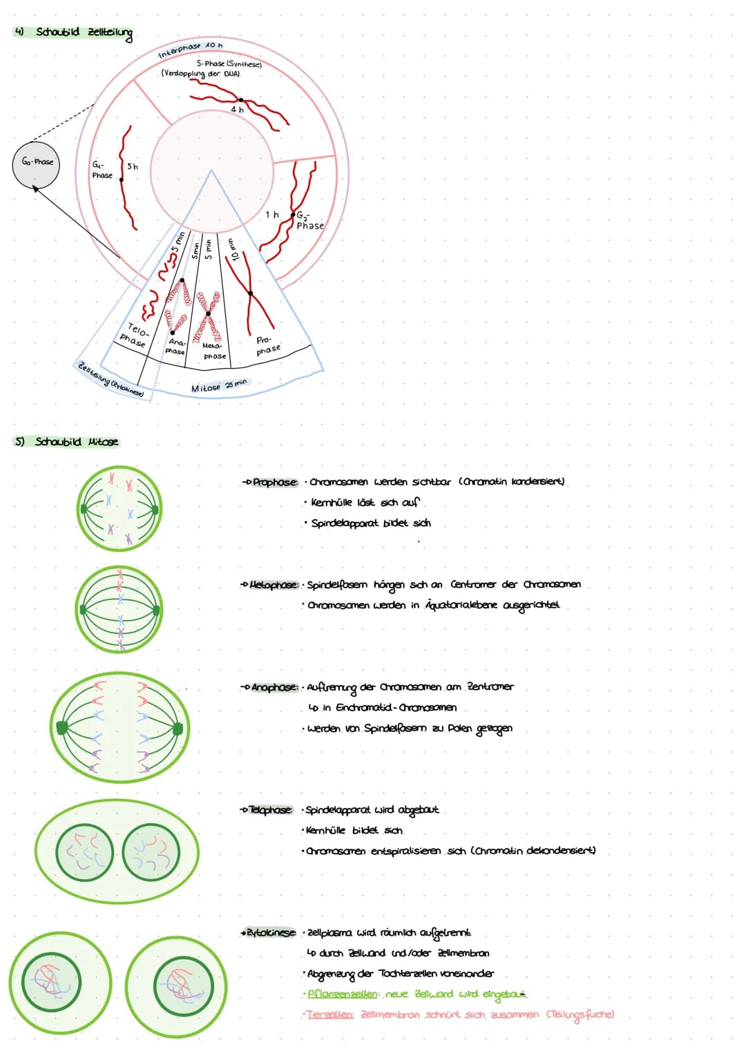 ZELLEN
1) Aufbau der Zelle
tierische Zelle
bosomen
Lo, Proteinbiosynthese"
Endoplasmatisches
Reticulum (ER)
LD, Transportsystem"
Mitochondri