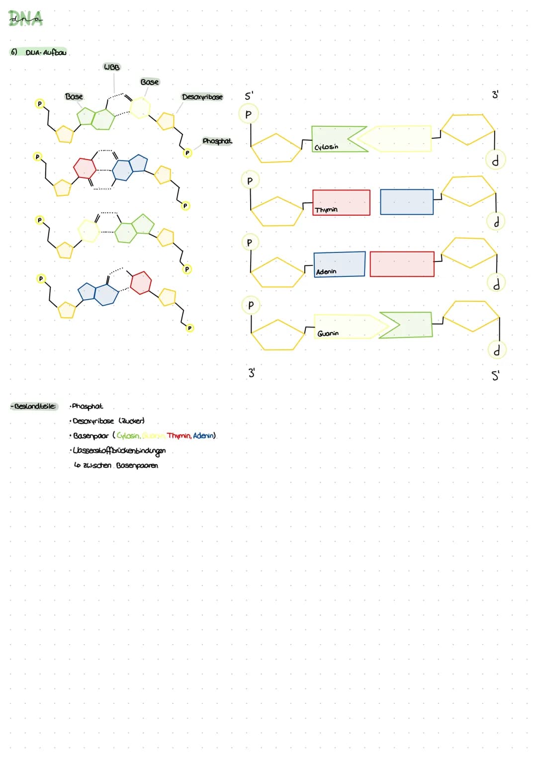 ZELLEN
1) Aufbau der Zelle
tierische Zelle
bosomen
Lo, Proteinbiosynthese"
Endoplasmatisches
Reticulum (ER)
LD, Transportsystem"
Mitochondri