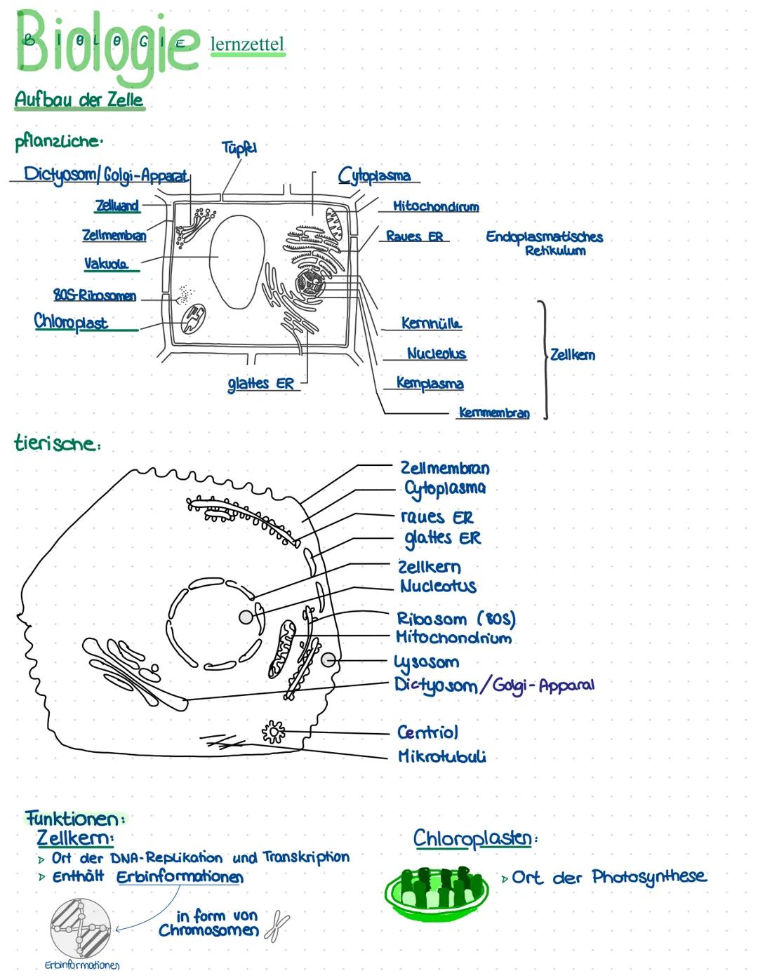 Biologie
Aufbau der Zelle
pflanzliche
Dictyosom/Golgi-Apparat
Zellwand
Zellmembran
Vakuole
805-Ribosomen
Chloroplast
tierische:
Funktionen:
