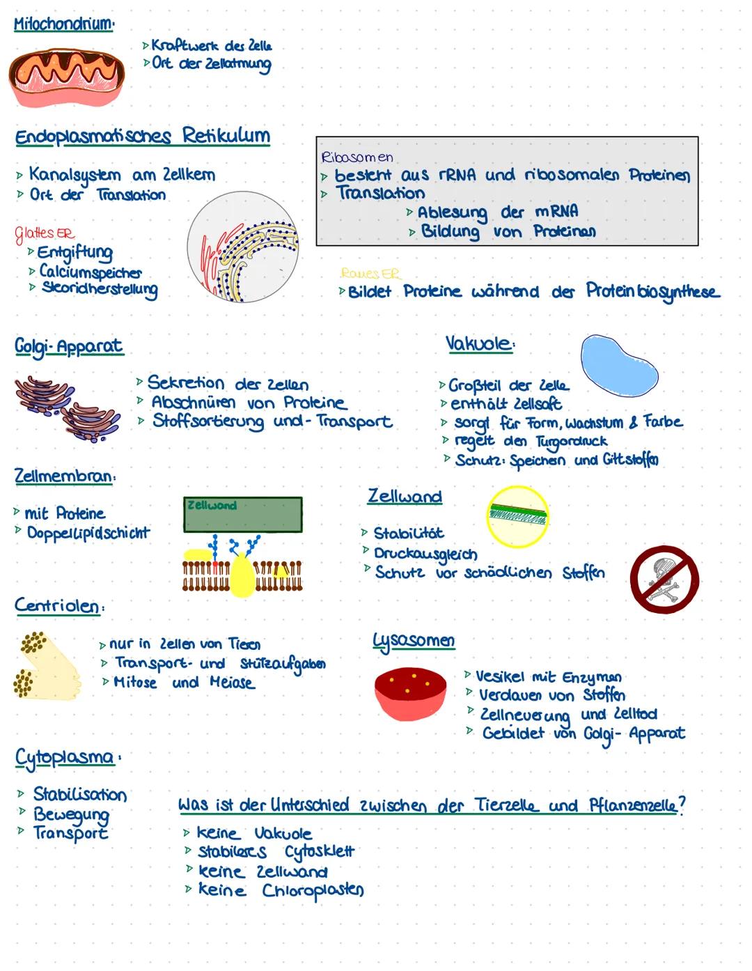 Biologie
Aufbau der Zelle
pflanzliche
Dictyosom/Golgi-Apparat
Zellwand
Zellmembran
Vakuole
805-Ribosomen
Chloroplast
tierische:
Funktionen:
