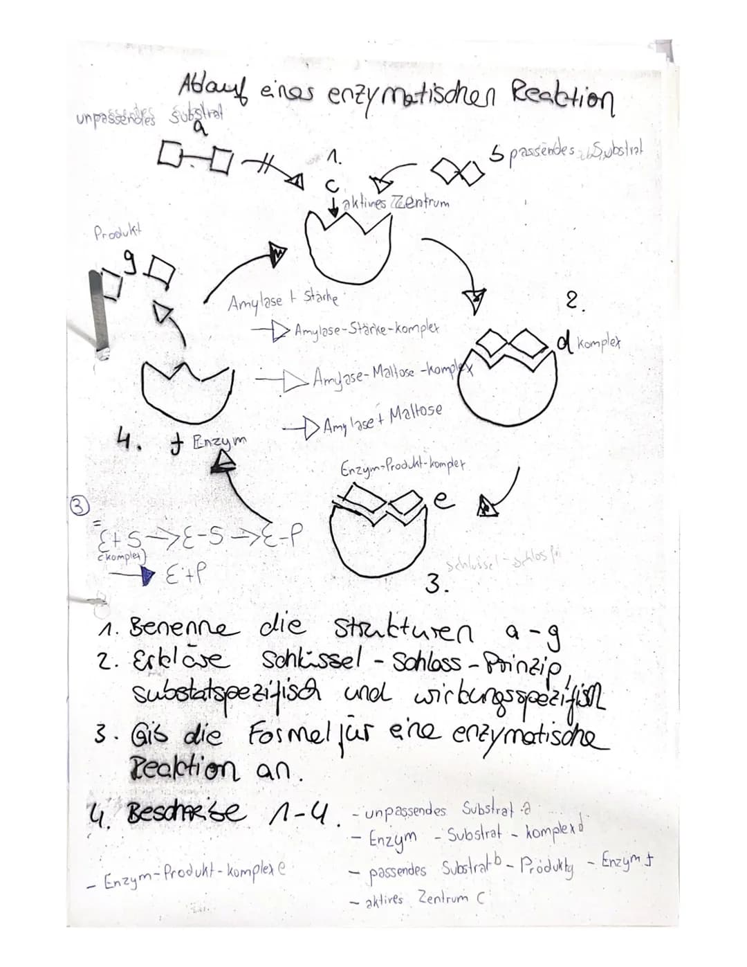 Ablauf eines enzymatischen Reaktion
Spassendes Substral
un passendes substral
Produkt
0:0 #
Amylase + starke
ㅏ
4 Jenzym
C
E+5E-5 E-P
komplet