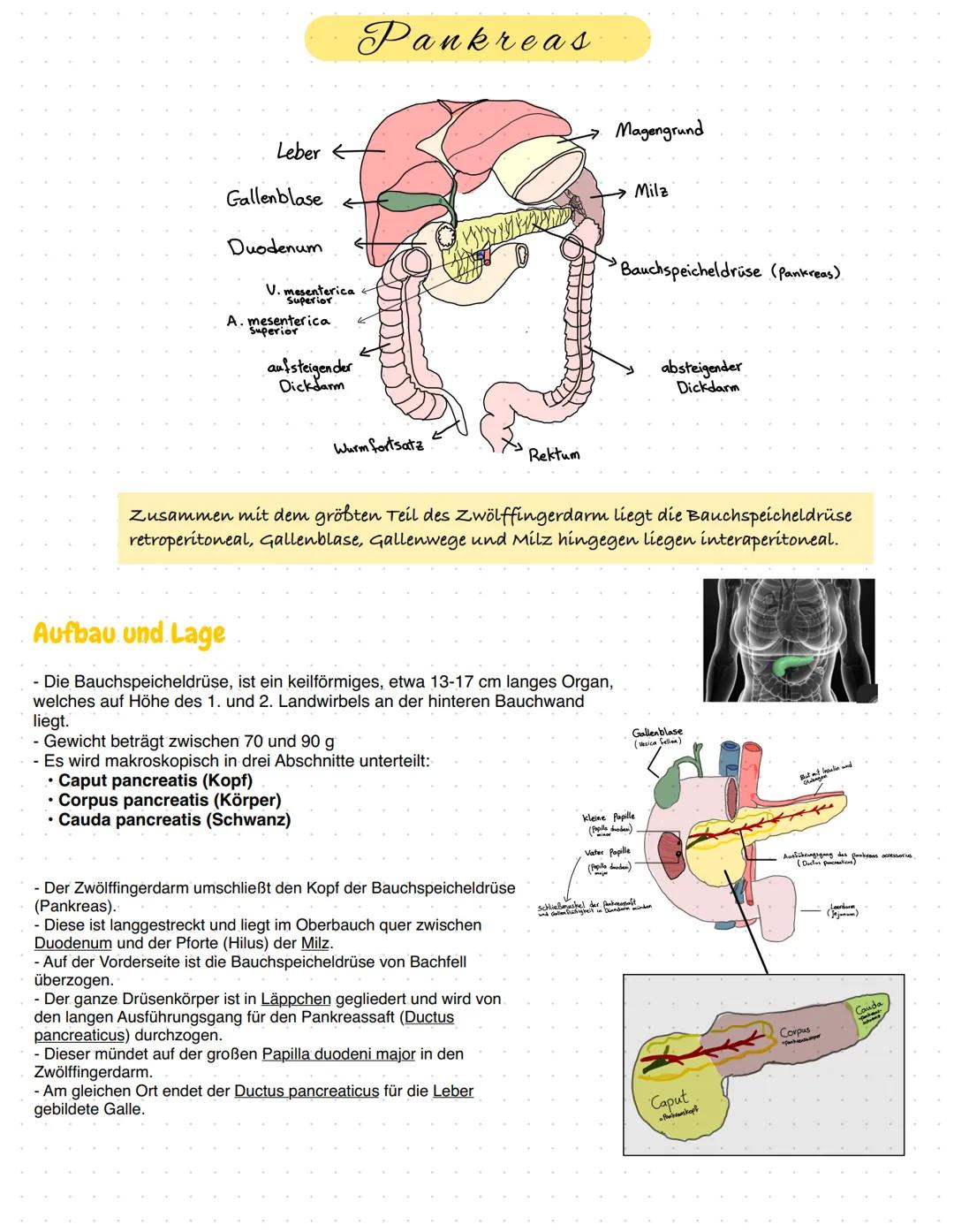 Leber ←
Gallenblase
Duodenum
V. mesenterica <
Superior.
A. mesenterica
Superior
Pankreas
aufsteigender
Dickdarm
Wurm fortsatz
WUND
- Gewicht