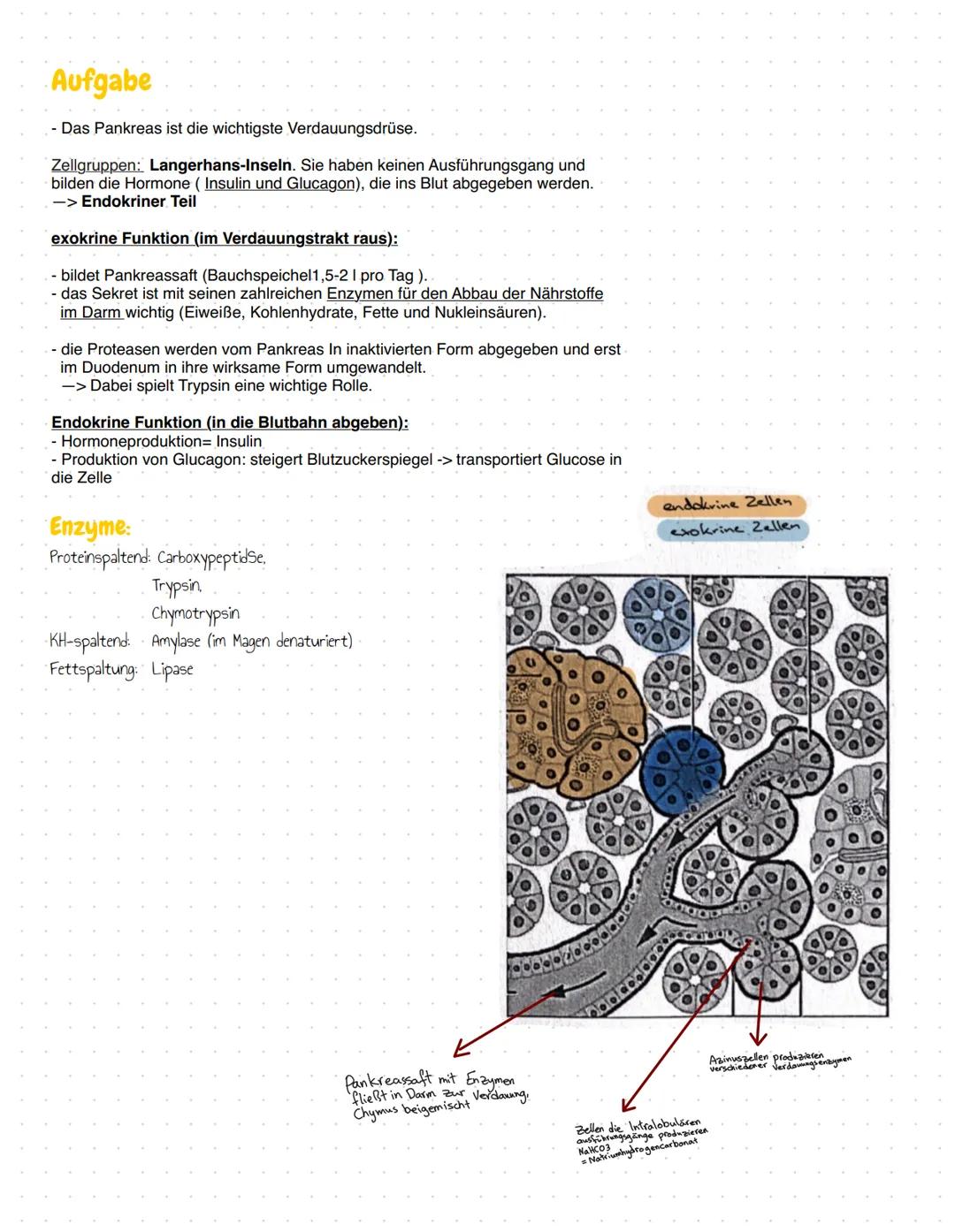 Leber ←
Gallenblase
Duodenum
V. mesenterica <
Superior.
A. mesenterica
Superior
Pankreas
aufsteigender
Dickdarm
Wurm fortsatz
WUND
- Gewicht