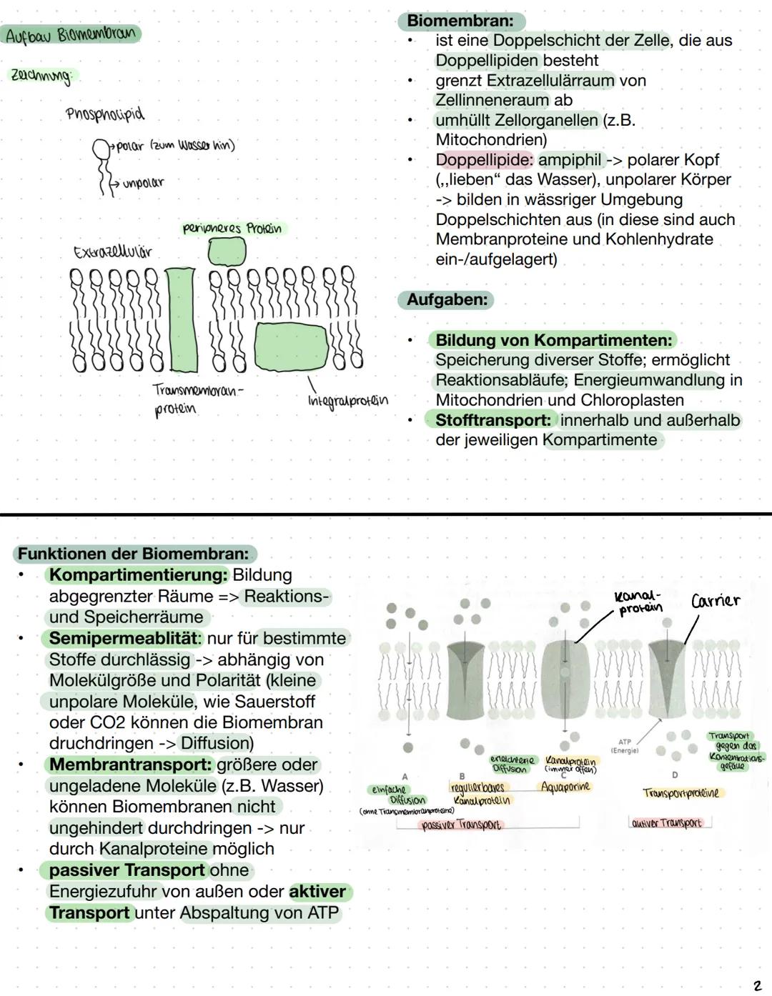 Biomembranen
Stofftransport:
Diffusion: Alle Teilchen bewegen sich, in Feststoffen verlassen die Teilchen aber nicht ihre
Position.
Diese Ei